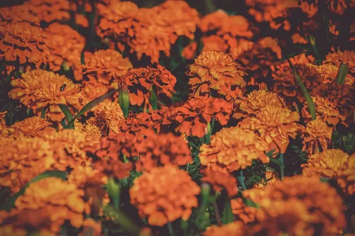 Miniatura 4 de ¡Juego de 100 paquetes surtidos de semillas de flores Valley Green! Semillas de flores a granel - Más de 20 variedades incluidas