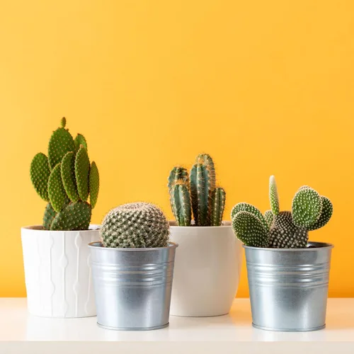 Miniatura 4 de Mountain Crest Gardens Paquete a granel de cactus – 25 plantas vivas, 5 de cada variedad, enraizadas en macetas de 2 pulgadas, cactus reales