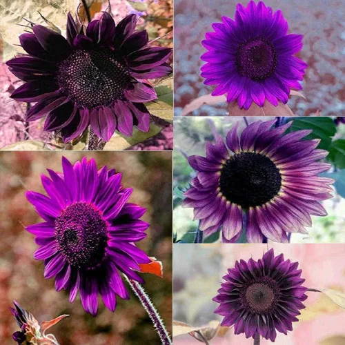 Daisy Garden - 100 semillas de girasol moradas raras, hermosas flores, adorno para el hogar y el jardín
