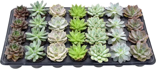 Miniatura 2 de Arcadia Garden Products Mini suculentas variadas en vivo en maceta de cultivo de 2 pulgadas, paquete de 28, verde (LV67). No se puede enviar a