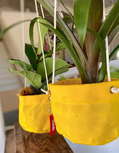 Miniatura 5 de Caldo Dos perchas para plantas, perfectas para decoración de interiores o exteriores (amarillo)