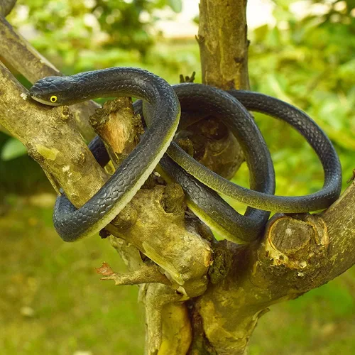 Miniatura 6 de 6 piezas de serpientes de goma grandes realistas de plástico falso, juguetes de serpiente para mantener a los pájaros alejados para accesorios