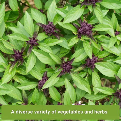 Miniatura 3 de Sow Right Seeds - Colección de semillas de verduras asiáticas para plantar - Incluye albahaca tailandesa, bok choy, apio chino, shiso verde y Tat