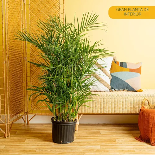 Miniatura 2 de Costa Farms Planta viva de palma de bambú en maceta decorativa, planta de interior grande purificadora de aire, perfecta para decoración del hogar