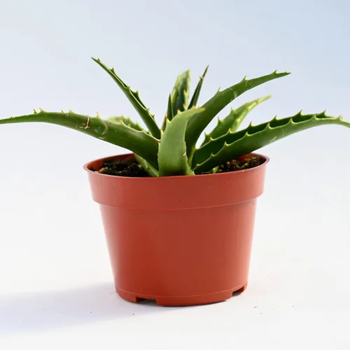 Miniatura 4 de Planta suculenta de aloe vivo, suculenta de aloe grande de 4 pulgadas con raíces completas (Aloe Morning Dew)