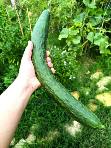 Miniatura 2 de TomorrowSeeds - Semillas de pepino sin eructos de jade de China - Más de 100 unidades - para plantar 2026 Delicioso largo verde oscuro sin amargo