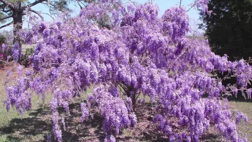 Miniatura 5 de Árbol de glicina china púrpura - Plántula de 6 a 12 pulgadas de alto - Maceta de 2.5 pulgadas - Planta viva - Wisteria sinensis