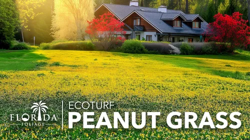 Miniatura 2 de EcoTurf - Hierba de maní perenne Planta de tamaño grande de 1 galón Arachis Glabrata Cubierta de suelo vivo para paisajismo sostenible