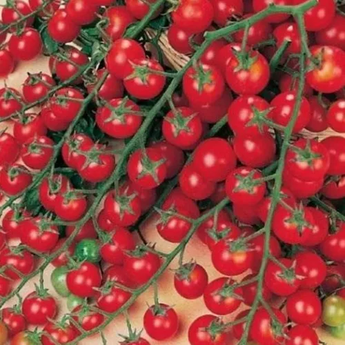 PAPAW'S GARDEN SUPPLY LLC. ¡Ayudando a la próxima generación a crecer! Sweet Million - Semillas de tomate cherry, sin OMG, 1 paquete de 25 semillas