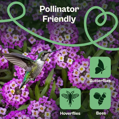 Miniatura 4 de SVI 3000 semillas Royal Carpet Sweet Alyssum (Lobularia maritima) – Paquetes de semillas de flores de Alyssum Sweet Alyssum a granel, cobertura