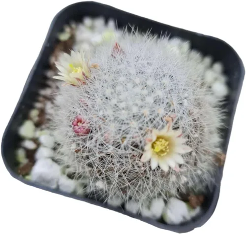 Miniatura 4 de Plantas de cactus vivos para decoración de oficina en casa (cactus anciana de 2 pulgadas)