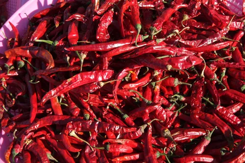 Miniatura 6 de 100 semillas de chile Sichuan orgánicas certificadas por USDA, Er Jing Tiao, producto de los Estados Unidos, sin OMG