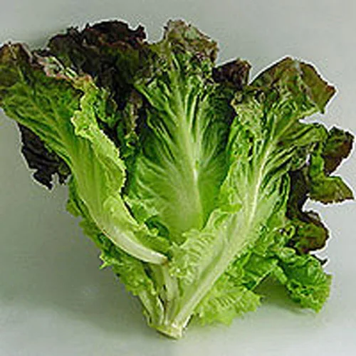 Miniatura 2 de Lechuga, semillas de lechuga romana de hoja roja, sin OMG, más de 150 semillas por paquete, saludable y abundante, una gran adición a cualquier