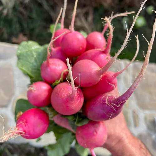 Miniatura 2 de Plant Good Seed Semillas de rábano Organic Pink Beauty – Paquete de 125, semillas tradicionales para plantar verduras – Suministros de jardinería