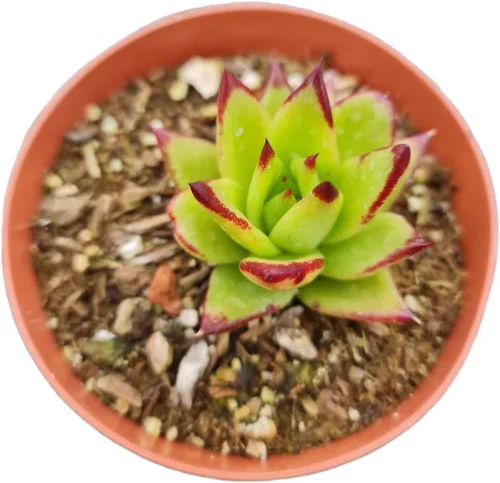 Plantas de cactus suculentas vivas de USKC (maceta de 4 pulgadas) (Echeveria agavoides Lip Stick)