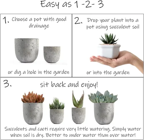 Miniatura 7 de Altman Plants, Echeveria Suculents Plantas vivas (paquete de 4), plantas suculentas vivas, plantas de interior vivas, plantas suculentas, plantas