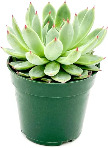 Miniatura 2 de ragnaroc Plantas suculentas vivas – Echeveria Parva, enraizadas en maceta de 4 pulgadas – 1 unidad – Llegada viva garantizada – Plantas