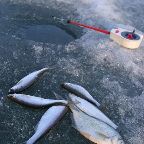 Miniatura 6 de 24 piezas de plantillas de pesca en hielo para Panfish Crappie Sunfish Walleye Ice Fishing Jig Box Accesorios de pesca en hielo Caja de aparejos