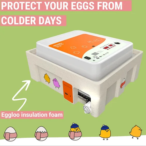 Miniatura 6 de OBI-36 Incubadora de huevos para incubar - 36 huevos - Control estable de temperatura y humedad con aislamiento Eggloo, Candler - Ideal