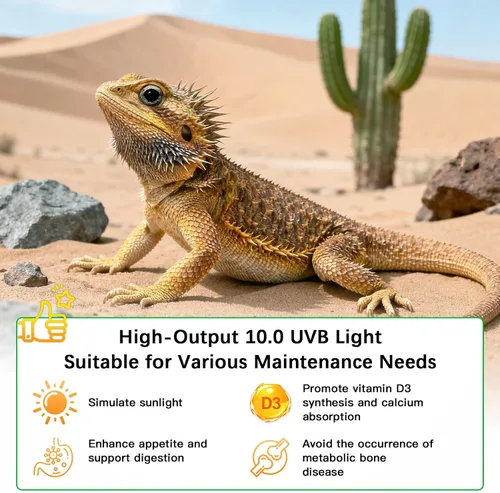 Miniatura 2 de T8 UVB - Kit combinado de iluminación de bombilla HO UVB, luz UVB 10.0 para reptiles, terrario, campana UVA UVB, lámpara de desierto para tanque