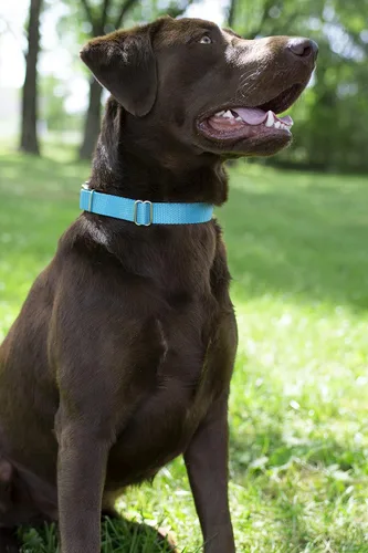 Miniatura 3 de Country Brook Petz - Collar para perro de nailon resistente Martingala azul hielo y correa de doble asa (1 pulgada, grande)