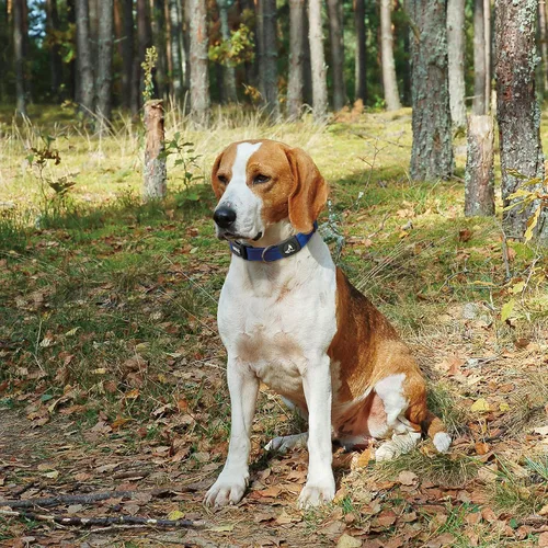Miniatura 9 de KZA102-08XS - Collar de malla para perros pequeños, medianos y grandes, cuello ajustable, suave, ligero, transpirable, ajuste cómodo, naranja