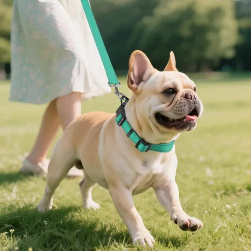 Miniatura 5 de Joytale - Collar reflectante para perro, collar de nailon transpirable con acolchado de neopreno suave para mascotas, ajustable para perros Verde