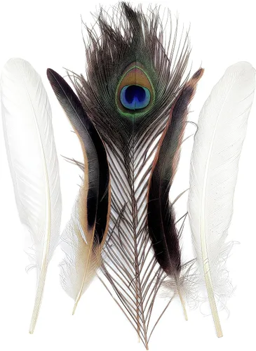 Miniatura 7 de Pluma natural real a granel, 30 unidades, 3 estilos de plumas surtidas, plumas de ganso blanco, plumas de gallo, plumas de pavo real para decoración