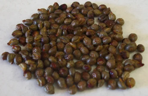 Miniatura 2 de Vitis cinerea - 10 semillas (cultivadas orgánicamente)