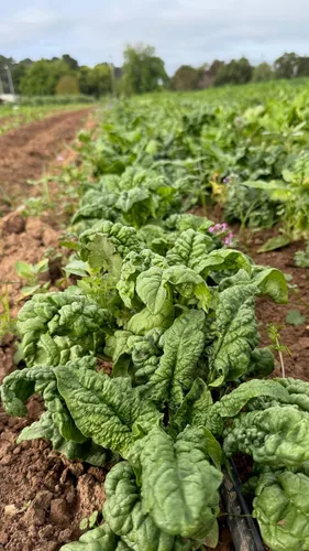 Miniatura 3 de Plant Good Seed Semillas orgánicas de espinaca Bloomsdale de larga duración, paquete de 300, semillas tradicionales para plantar verduras