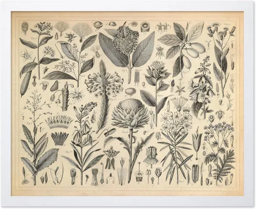 Miniatura 8 de Poster Master Póster Vintage de Plantas Cultivadas - Impresión Botánica Retro - Arte de Flores - Arte de Plantas - Regalo para Hombres y Mujeres