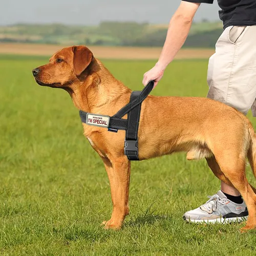 Miniatura 5 de Annchwool Arnés sin tirones para perro, con mango acolchado suave, tira reflectante a prueba de fugas y ajuste rápido para ajustar el arnés del Negro