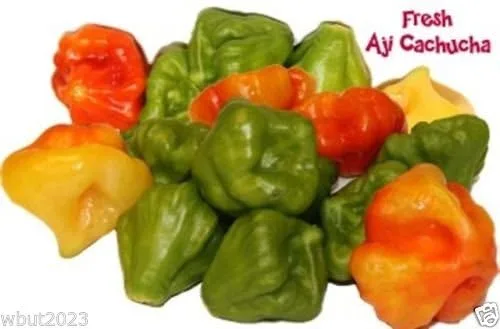 Miniatura 2 de AJI DULCE #1 (50 Semillas) ajicitoo,aji gustoso,ají cachucha y dulce habanero Pimienta