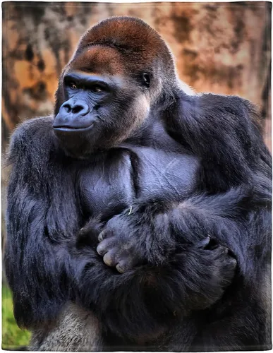 HommomH Gorilla - Manta de forro polar suave y esponjoso, animal salvaje divertido, 50 x 60 pulgadas, color negro