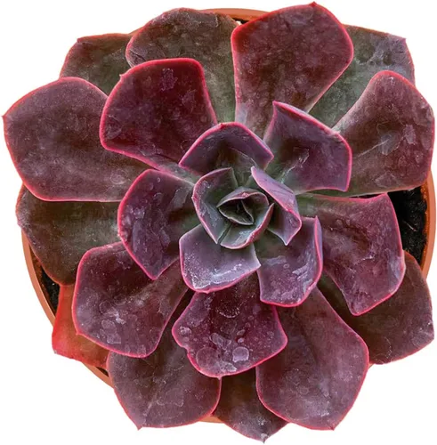 Miniatura 7 de Suculenta Bluebean de 4 pulgadas, Plantas Suculentas Vivas Totalmente Enraizadas en Macetas con Tierra, Plantas de Casa de Fácil Cuidado