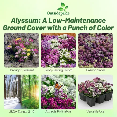 Miniatura 2 de Outsidepride 2000 Seeds Anual Alyssum Easter Bonnet Ground Cover & Flower Seed Mix