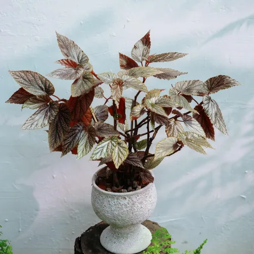 Angel Wing - Planta viva de begonia, plantas maculatas de begonia de lunares, decoración de plantas de interior para interiores y exteriores,