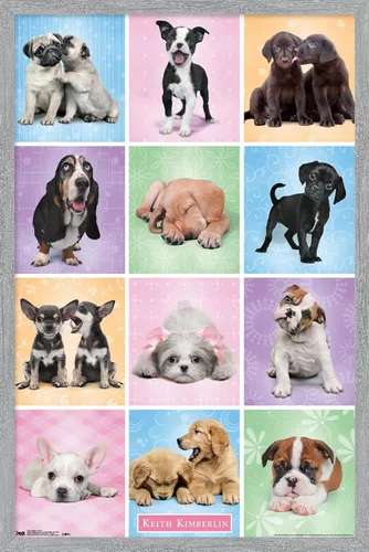 Miniatura 15 de Trends International Póster de pared Puppies Cuties, 22.375 x 34 Versión con marco negro
