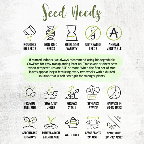 Miniatura 8 de Seed Needs Semillas de tomatillo para plantar tomatillos Grande Rio Verde, reliquia sin OMG y sin tratar, cultiva un huerto al aire libre cultivado