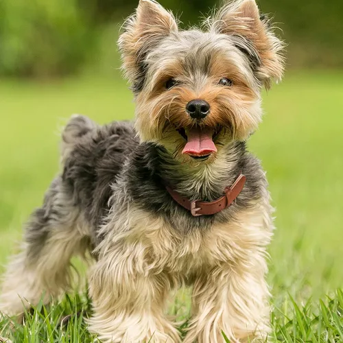 Miniatura 2 de WHIPPY Collar de cuero para perro pequeño y mediano, ajustable, suave, transpirable, de cuero, acolchado, con hebilla de aleación, resistente al