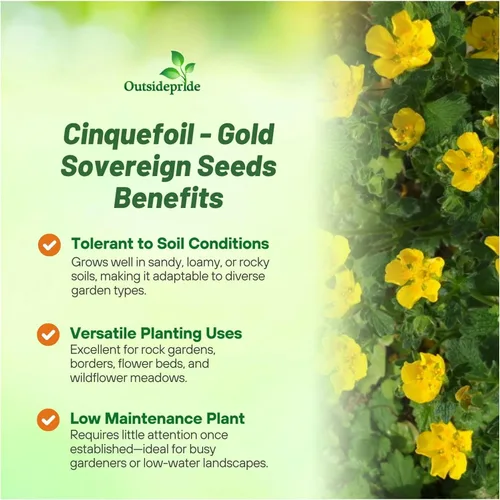 Miniatura 3 de Outsidepride Cinquefoil Gold Sovereign Potentilla Semillas – 500 semillas de flores perennes, fáciles de cultivar con altura compacta