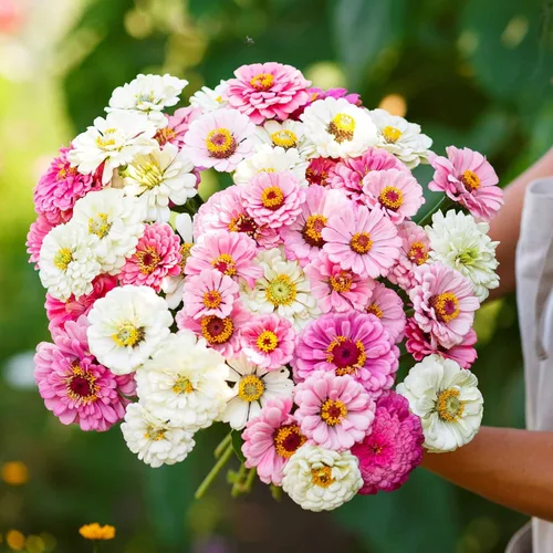 Miniatura 12 de Eden Brothers - Semillas de zinnia, cactus con flores, sin OMG, plantar en primavera, paquete, flores de bajo mantenimiento, zonas 3, 4, 5, 6, 7, 8
