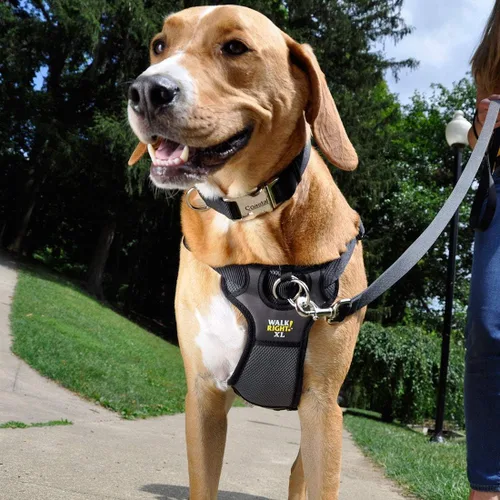 Miniatura 2 de Coastal Pet Walk Right - Arnés acolchado para perro con conexión frontal y sin tirones, ajustable y cómodo, ajuste para razas pequeñas y grandes