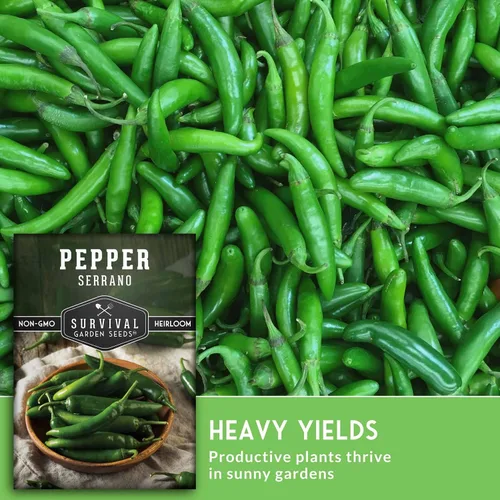 Miniatura 4 de Semillas de pimiento serrano mexicano para plantar Semillas de chile picante fresco y pimiento verde – Variedad tradicional sin OMG para salsa