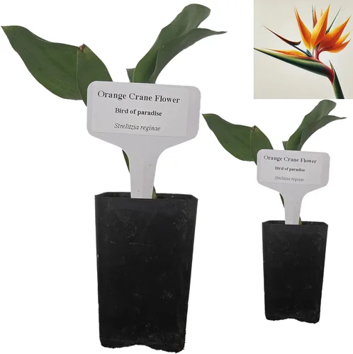 Miniatura 26 de Hoja de laurel mediterránea, planta viva de laurel de laurel. Variedad estándar - Laurus Nobilis. Planta viva. Fragante, fresca, comestible. Lo