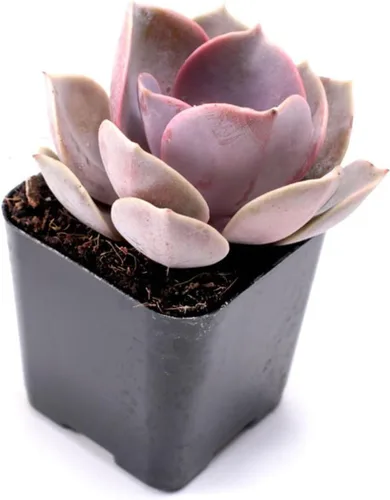 Miniatura 3 de Mountain Crest Gardens Paquete a granel de suculentas surtidas, 25 plantas vivas en macetas de 2 pulgadas, suculentas reales para interiores