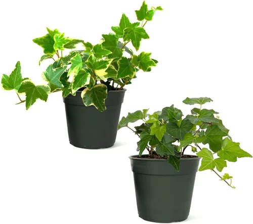 American Plant Exchange Paquete de 2 macetas de hiedra inglesa, paquete de 2 macetas de 4 pulgadas, plantas de interior verdes y abigarradas,