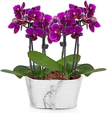 From You Flowers - Pintoresca mini orquídea púrpura para cumpleaños, aniversario, recuperación o celebración