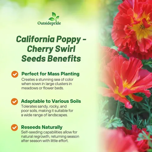 Miniatura 3 de Outsidepride Semillas de amapola de remolino de cereza de California para plantar, 100 piezas anuales, tolerantes a la sequía y fáciles de cultivar
