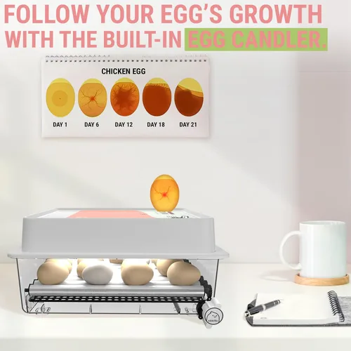 Miniatura 3 de OBI-36 Incubadora de huevos para incubar - 36 huevos - Control estable de temperatura y humedad con aislamiento Eggloo, Candler - Ideal